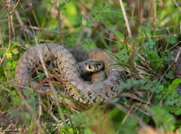 Serpente gigante (pexels.com) - circuitolavoro.it