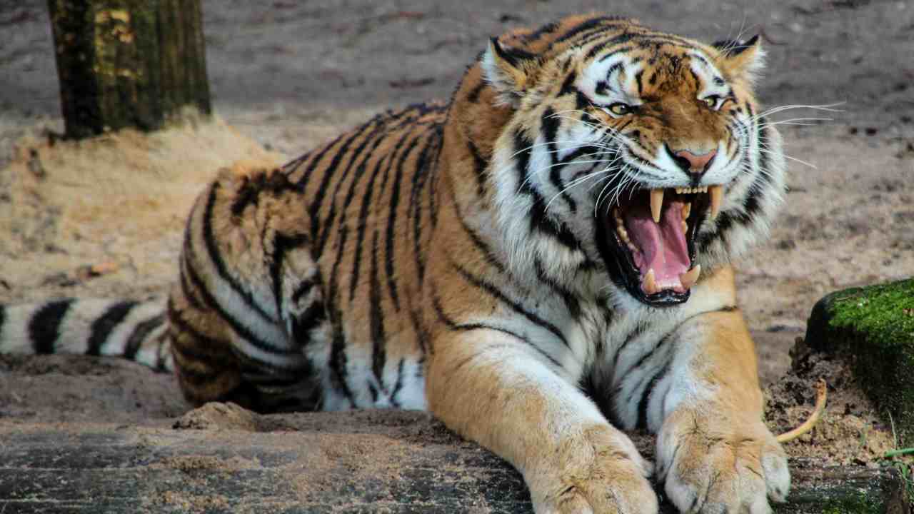 Tigre (pexels.com) - circuitolavoro.it