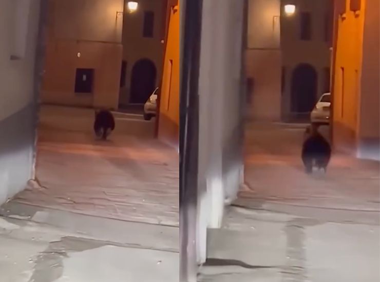 avvistamento in provincia di Brescia - Facebook - circuitolavoro.it