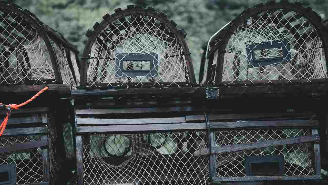 Animale (pexels.com) - circuitolavoro.it