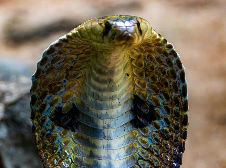 Un serpente che 'sorride' (pexels.com) - circuitolavoro.it