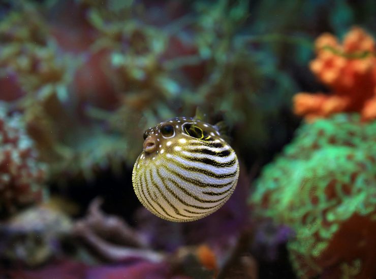 tipo di pesce palle (pexels.com) - circuitolavoro.it