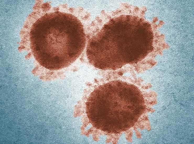 Nuovo virus