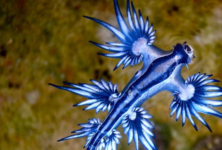 rago Blu
