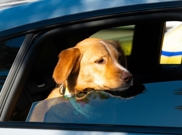 Cane in auto