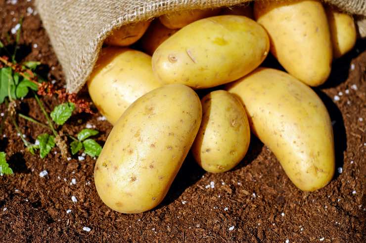 patate nel terreno 