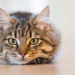 Gatto