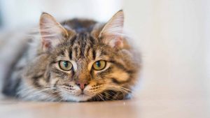 Gatto