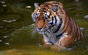 la tigre più grande del pianeta