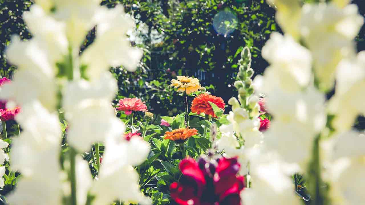 Bonus giardino