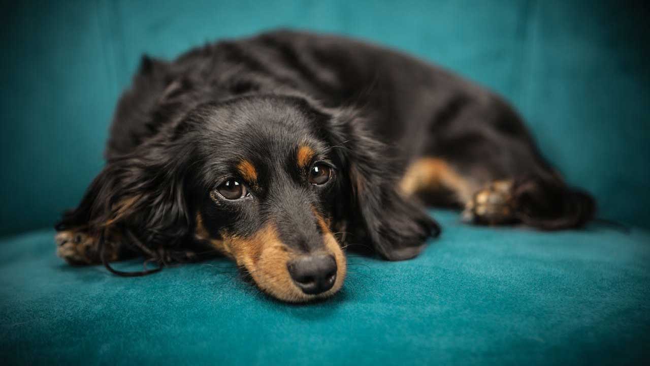 Cane