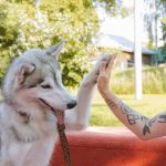 Trucchi lavaggio a secco cane