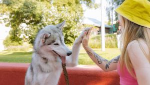 Trucchi lavaggio a secco cane
