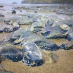 Velelle arenate su una spiaggia