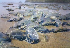 Velelle arenate su una spiaggia