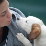Bonus animali domestici
