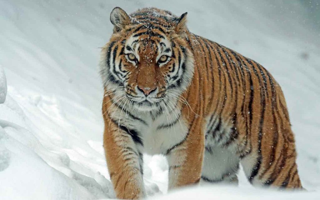 tigre siberiana