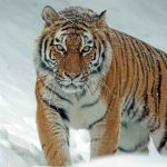 tigre siberiana