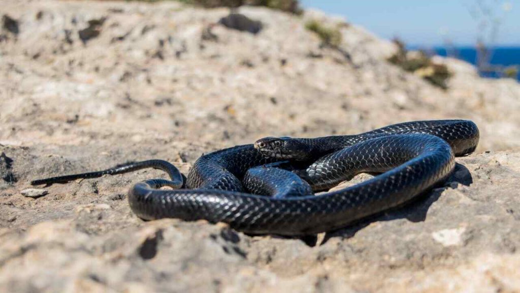 serpenti spiaggia- freepik - circuitolavoro.it