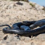 serpenti spiaggia- freepik - circuitolavoro.it