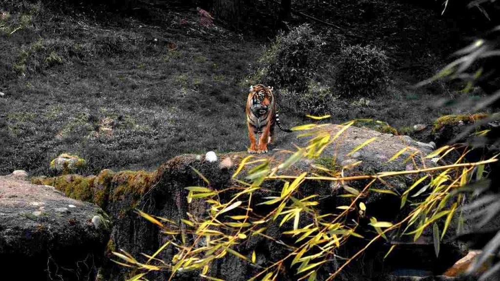 Tigre