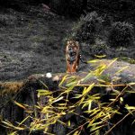 Tigre