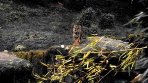 Tigre