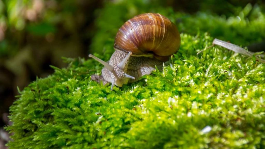 Come allontanare le chiocciole dal giardino