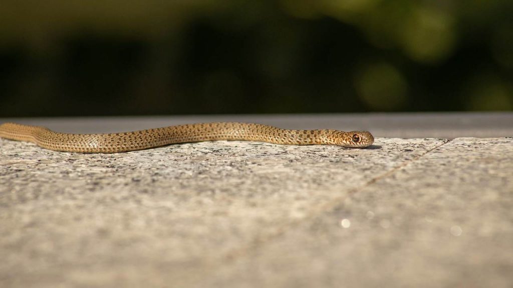 Serpente in città (pexels.com) - circuitolavoro.it