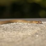 Serpente in città (pexels.com) - circuitolavoro.it