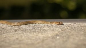 Serpente in città (pexels.com) - circuitolavoro.it