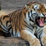 Tigre (pexels.com) - circuitolavoro.it