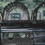 Animale (pexels.com) - circuitolavoro.it