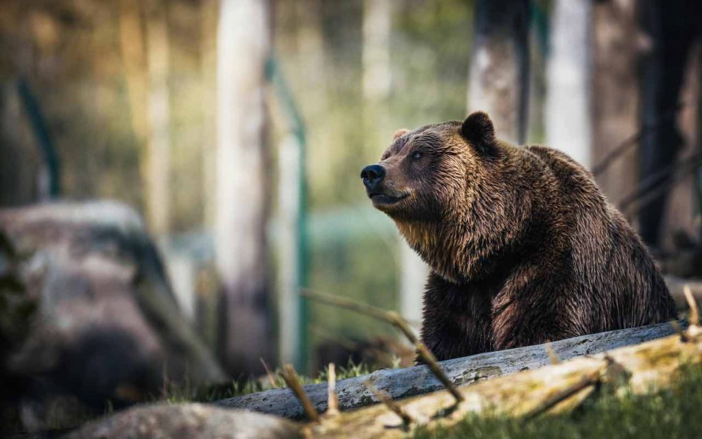 orso nel bosco