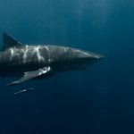 Squali (pexels.com) - circuitolavoro.it