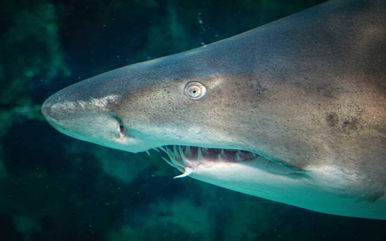 squalo bianco